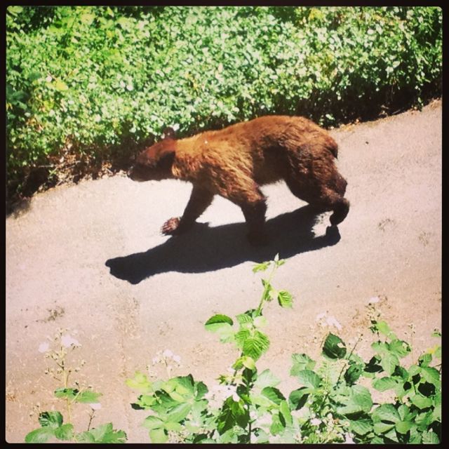 Name:  Bear on driveway closeup.jpg
Views: 5828
Size:  96.6 KB