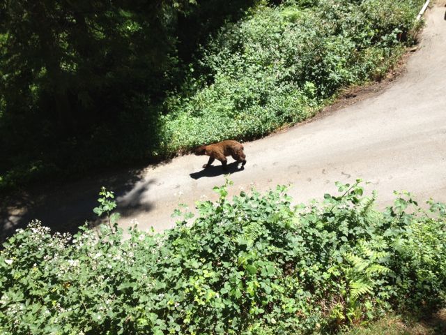 Name:  Bear on driveway.jpg
Views: 6433
Size:  99.2 KB