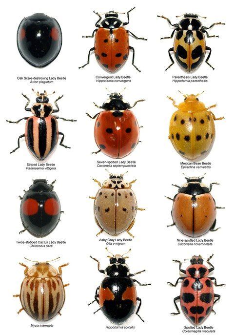 Name:  Ladybugs.jpg
Views: 1439
Size:  60.1 KB